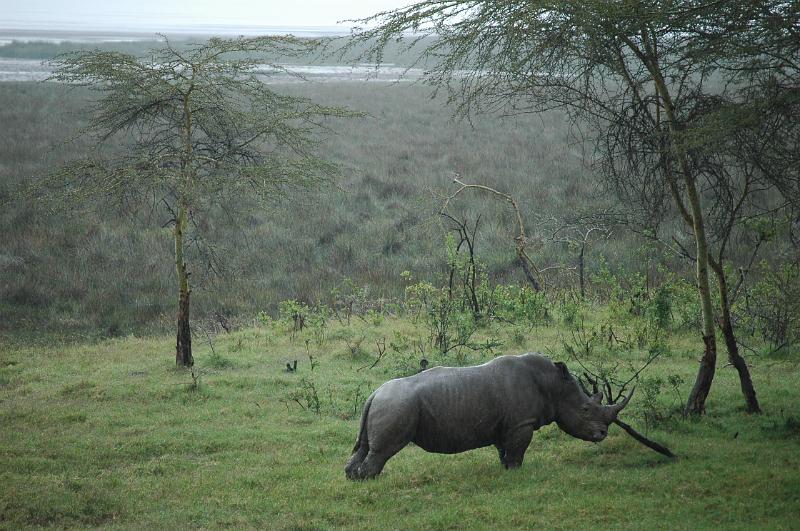 Rhino scratching.JPG